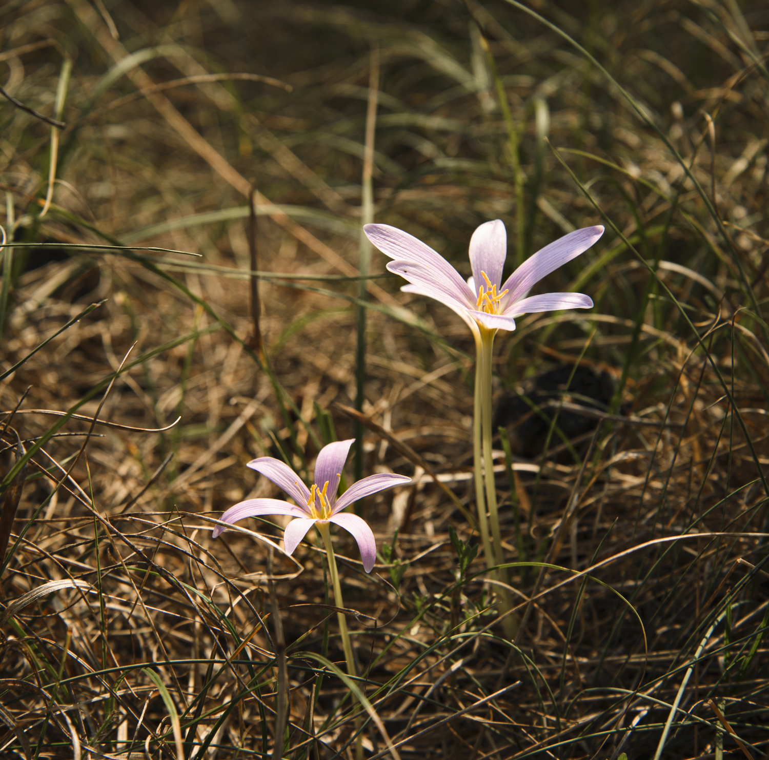 Colchicum alpinum