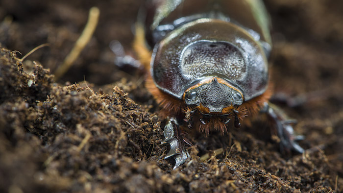 Scarabeo rinoceronte - Vincenzo Di MIchele