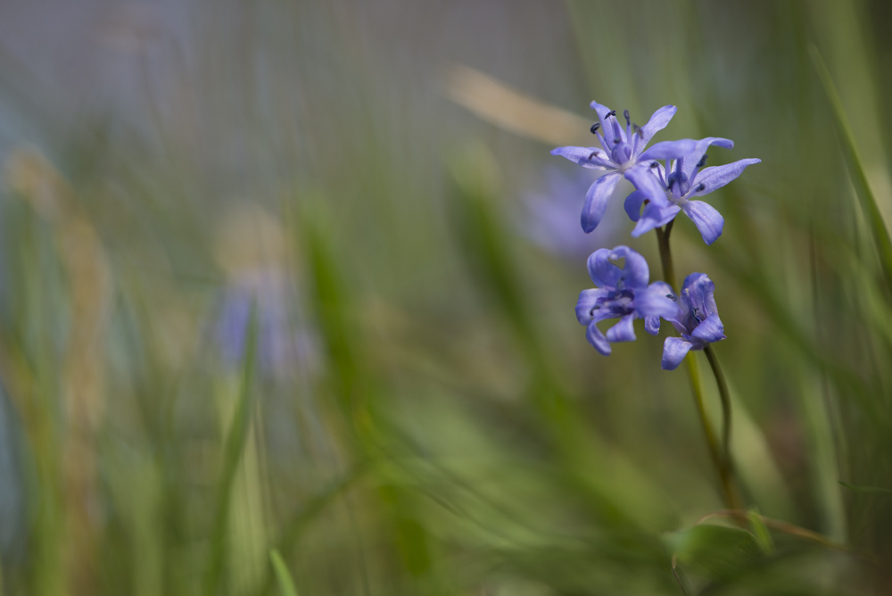 Scilla bifolia