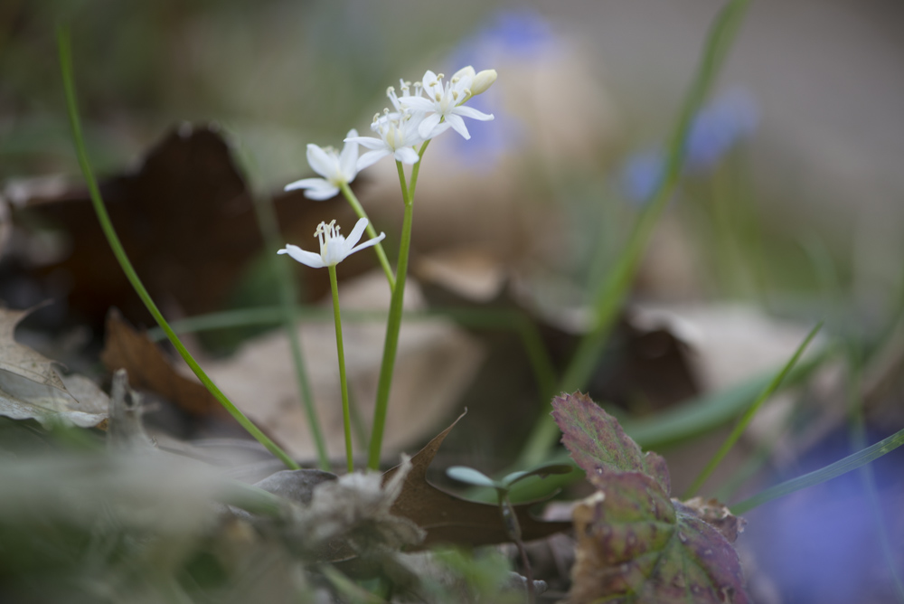 Scilla bifolia, bianca